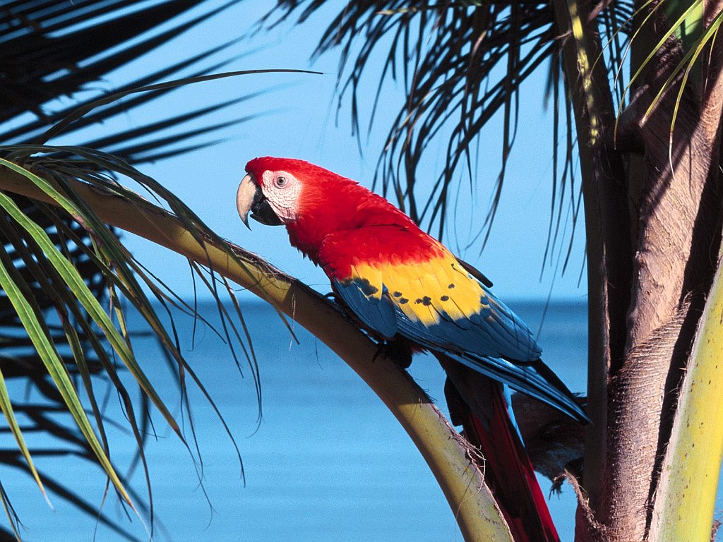 Scarlet Macaw